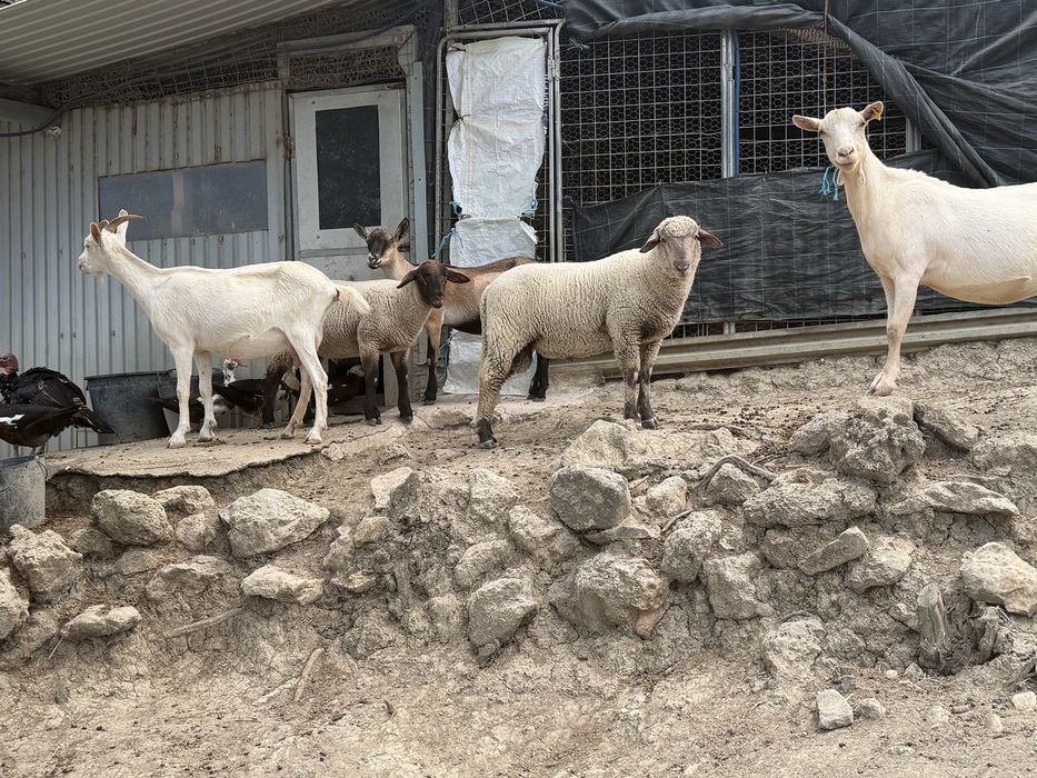 Ovelhas, cabras, cabritos, borregas