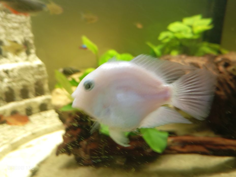 Peixe papagaio anao branco