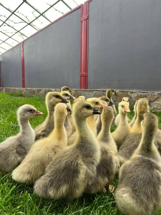 Гусенята породи Холмор шукають домівку!!!