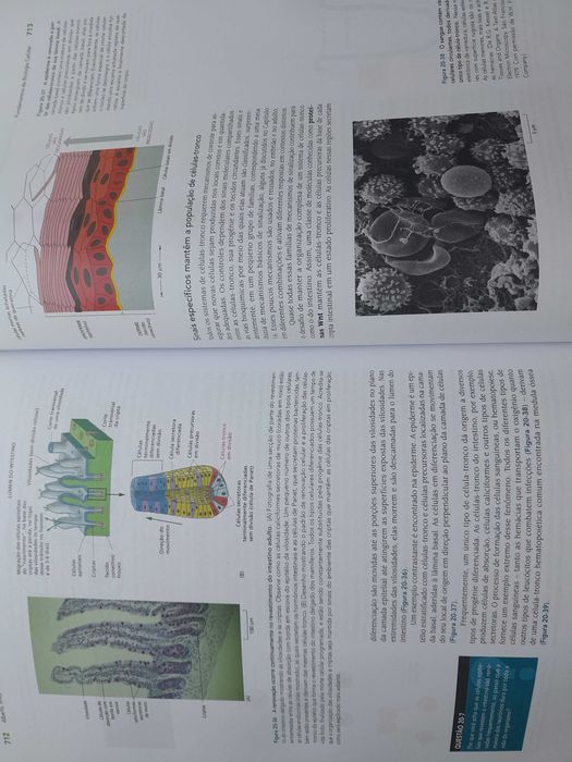 Livro fundanentos de biologia celular