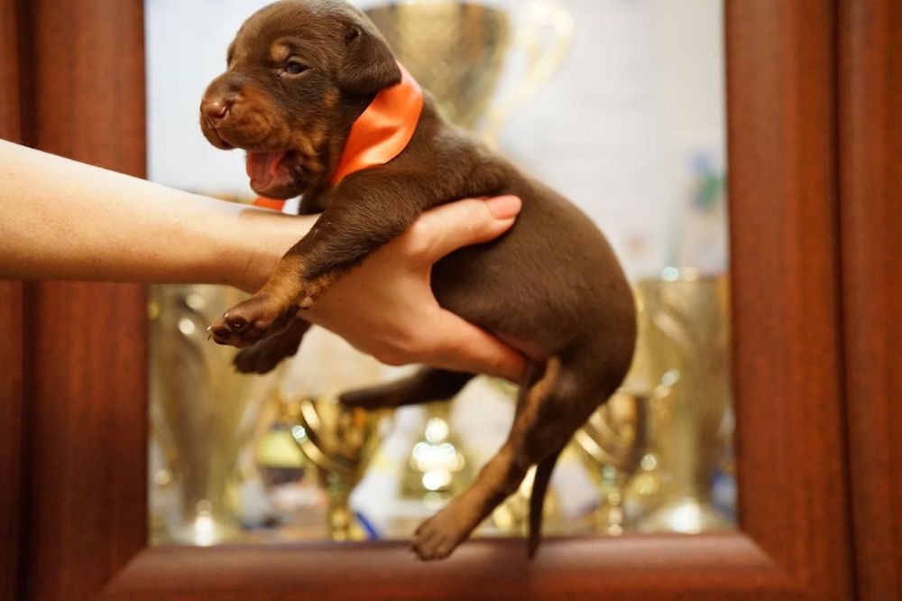 Щенки добермана бронь