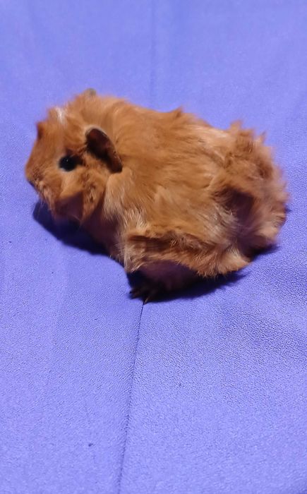 Морська свинка,розетка.