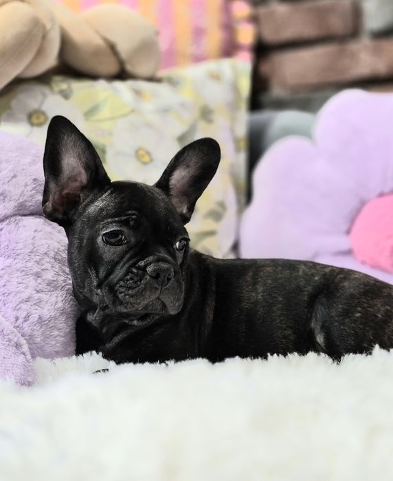 dziewczynka buldog francuski gotowa do odbioru