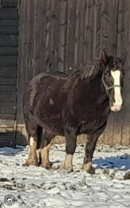 Klacz zimnokrwiste zimnokrwisty