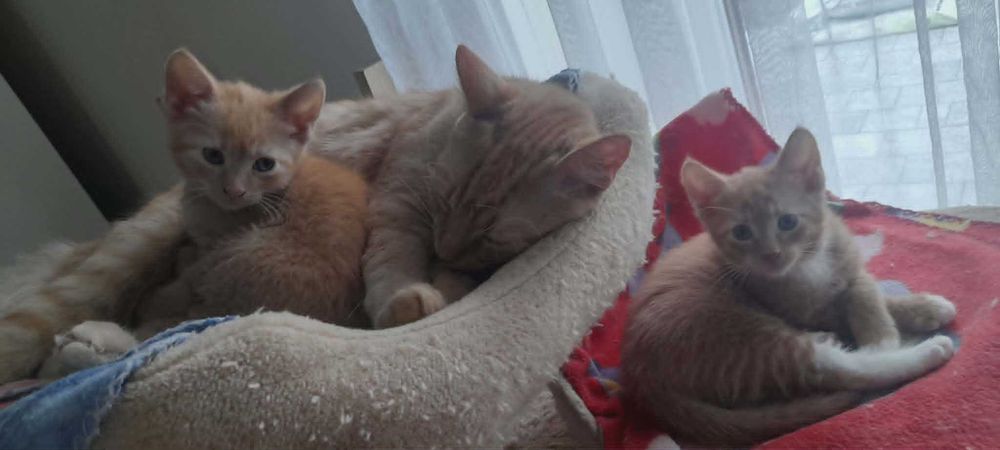 3 m. rude kotki do adopcji.