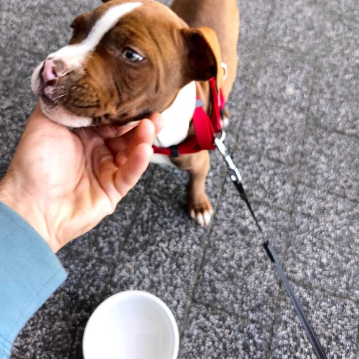 Piesek amstaff 4