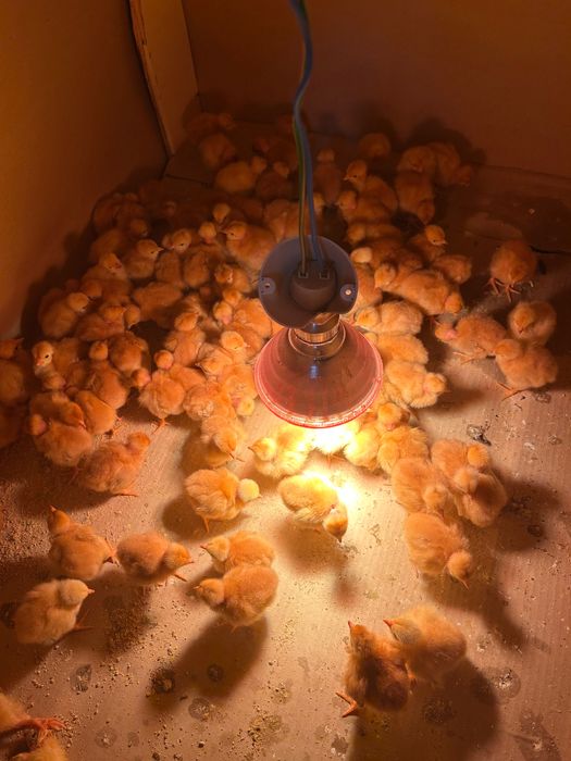 Pintinho do dia 1 pinto um euro