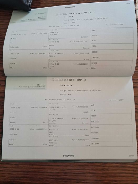 Klacz sokólska programowa