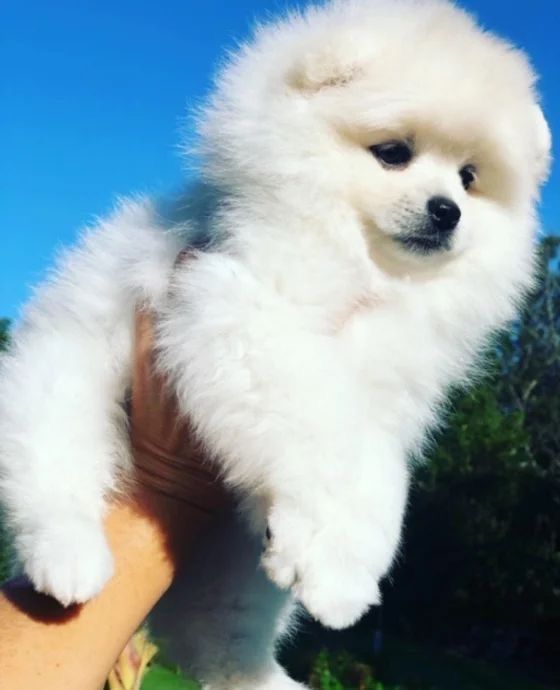 Прекрасне цуценя шукає новий дім