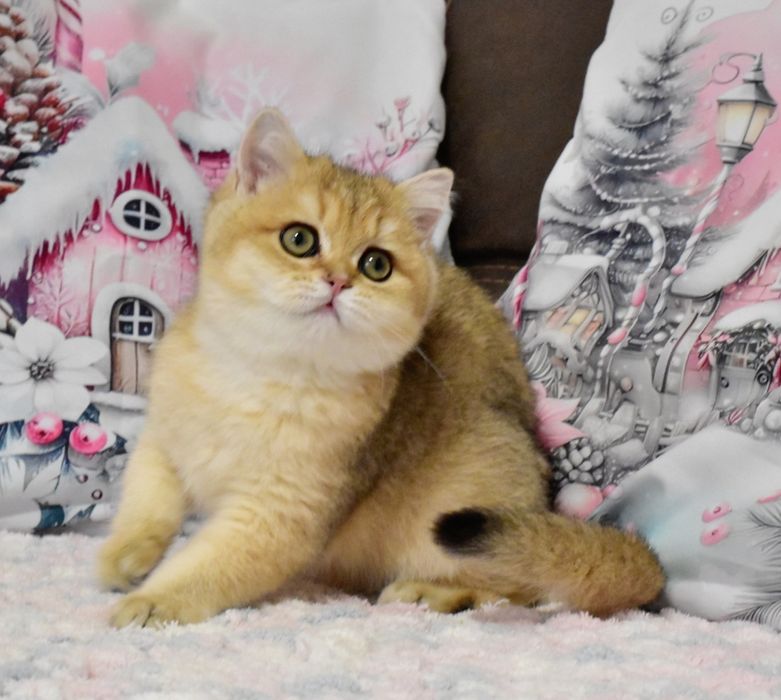 Золотая шиншилла, кошечка, продажа