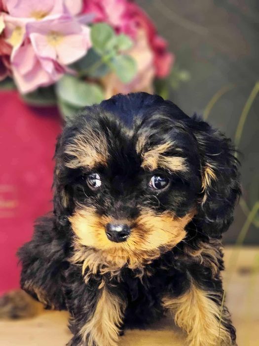 Cavapoo Samiec do rezerwacji