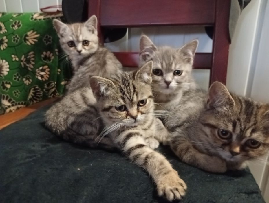 Кошенята Продаж Бриьанці