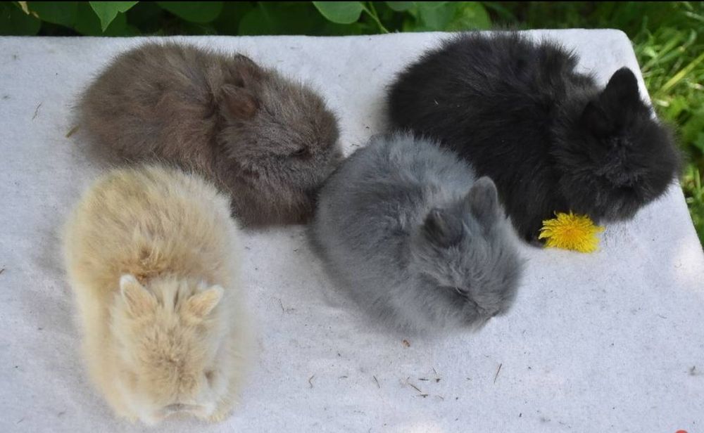 Karzełek Teddy samiec / mini króliczek / puchaty / puszysty / miniaturka
