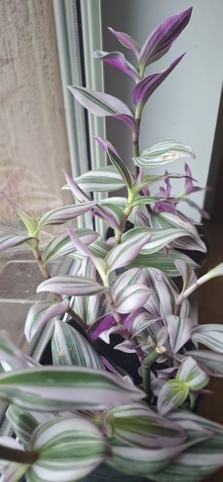 Trzykrotka filetowa 2 doniczki