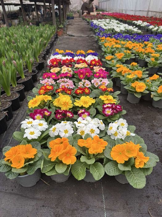 Весняні квіти примули, тюльпани, гіацинти