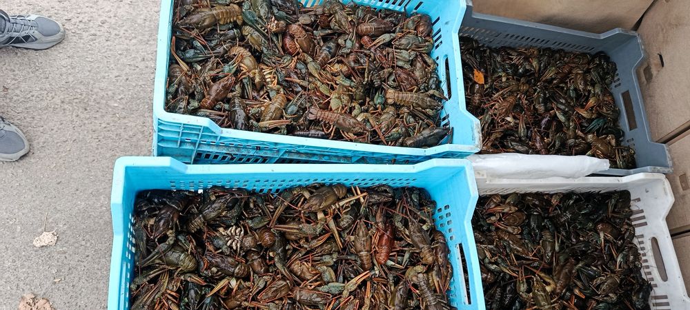 Продам живі та свіжі раки