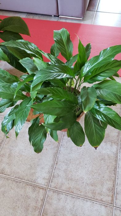 Спаціфілум. (жіноче щастя)