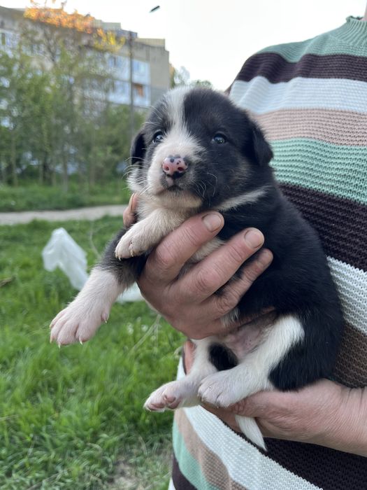 Цуцики в пошуках родини! Хлопчики та дівчатка