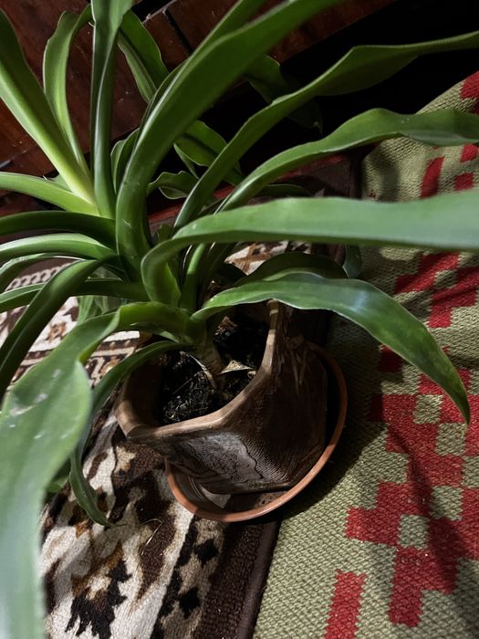 Продаю квіти в вазоннах