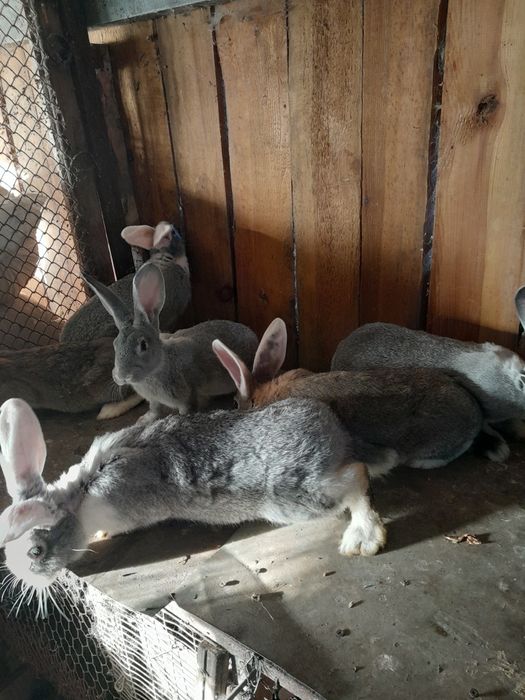 Продам кроликів живих на забій