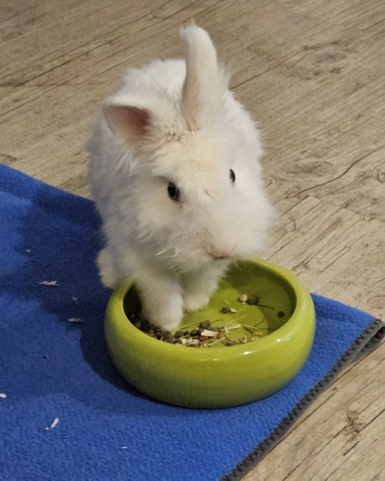Królik szuka nowego domu