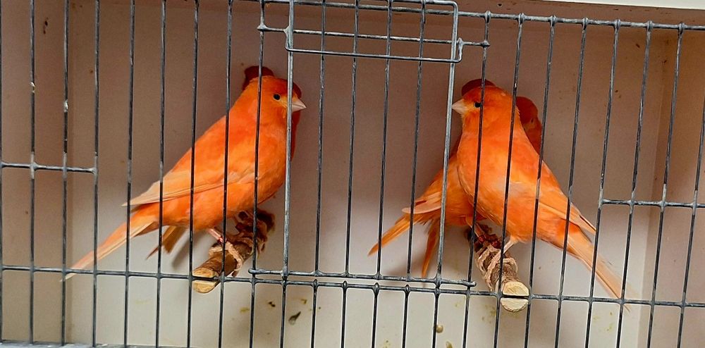 Kanarki samice 2024r.