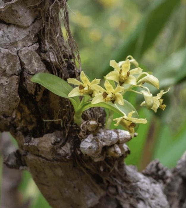 Орхидея Dendrobium delacourii-750;дендр.Берри Ода-250гр.