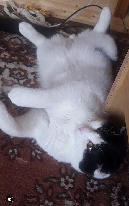 Отдам молодого кота