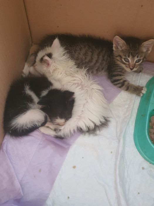Котеня в добрі руки