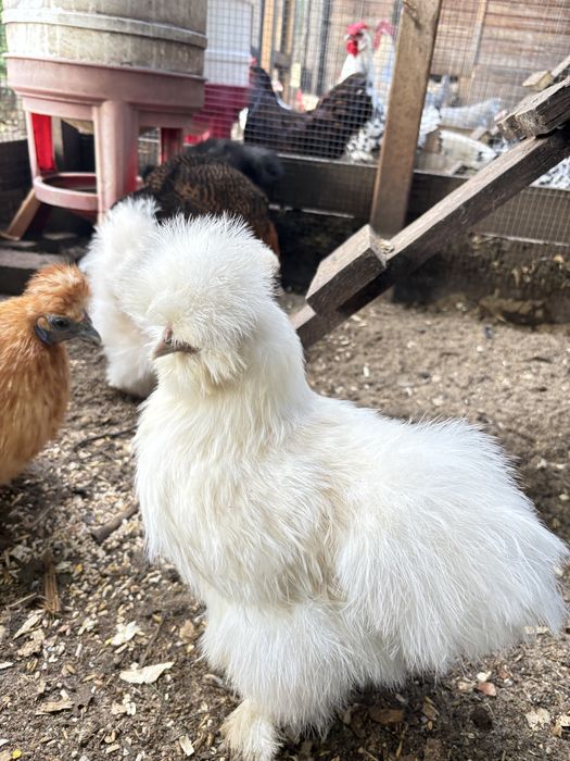 Silka - jaja lęgowe