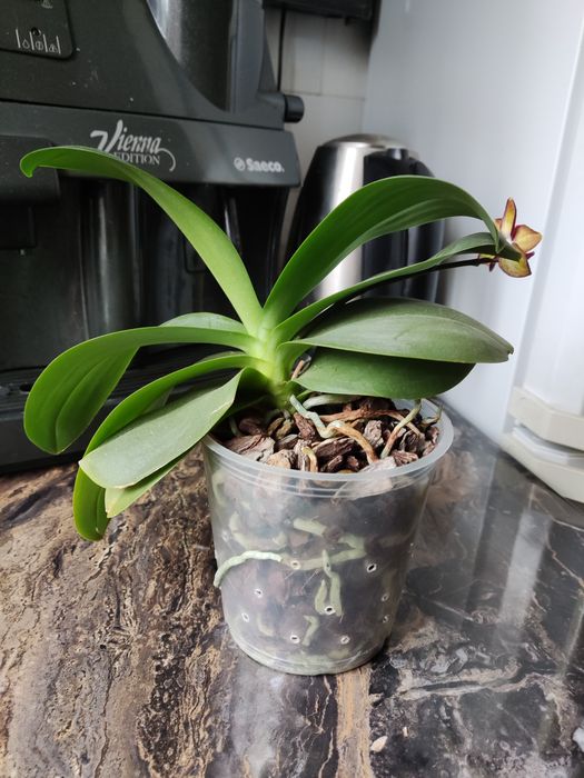 Продам домашню орхідею.