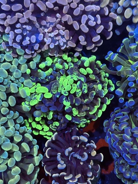 Euphyllia Paraancora Grafted Akwarium morskie