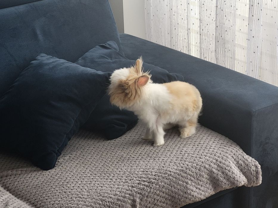 Króliczek Królik Teddy karzełek wraz z klatka i akcesoria