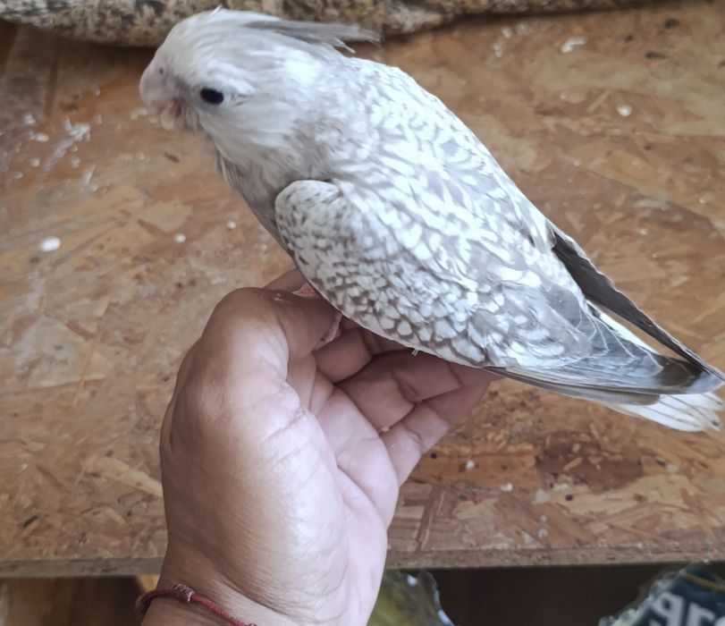 Caturras criadas à mão muito dóceis