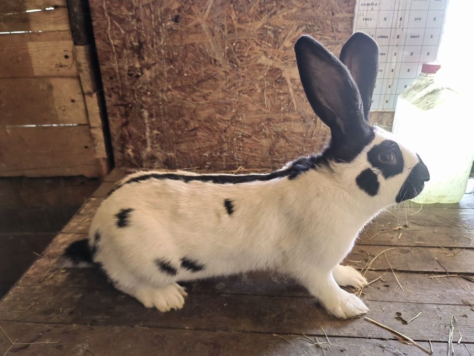 Olbrzym srokacz czarny