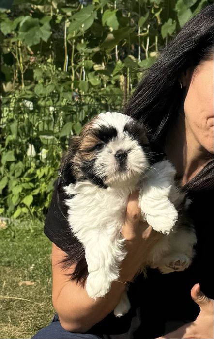 Shih tzu suczka ZKwP FCI
