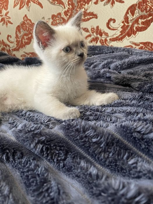 Продам сіамську кішечку