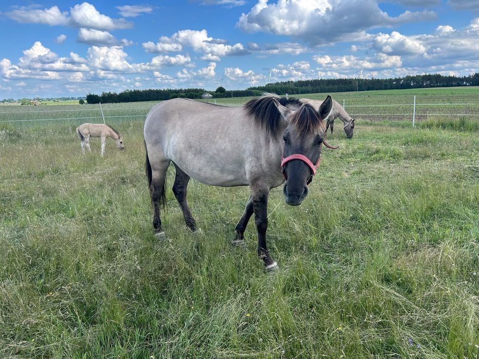 Konik polski klacz