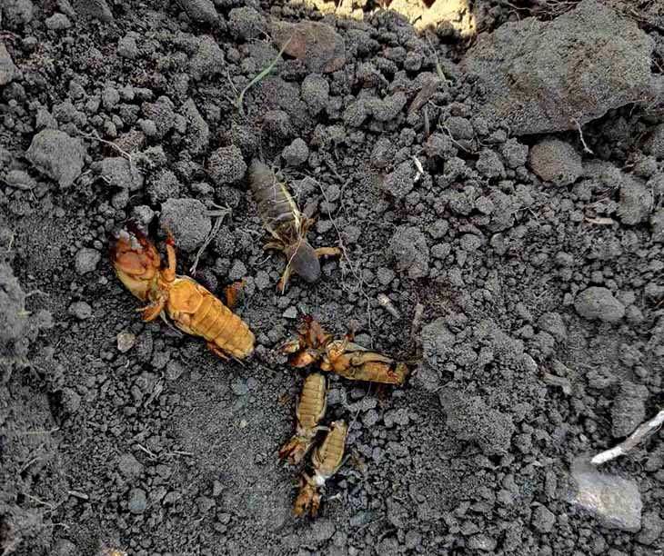 Регент инсектицид