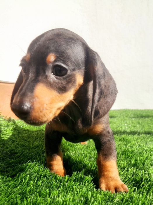 Daschund Kaninchen fêmea Alerquim e Chocolate o mais pequeno de todos os Teckel.