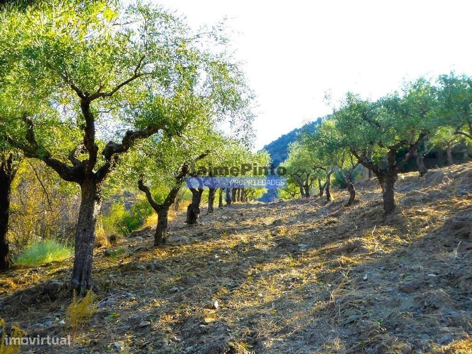 Property with 5,100 olive trees, 52 ha, Barca d'Alva. Portugal, Douro...