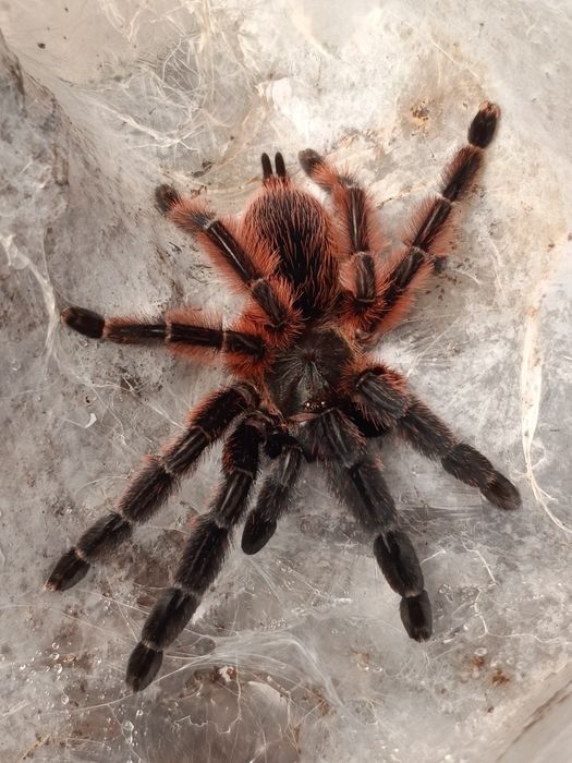 Psalmopoeus victori L2