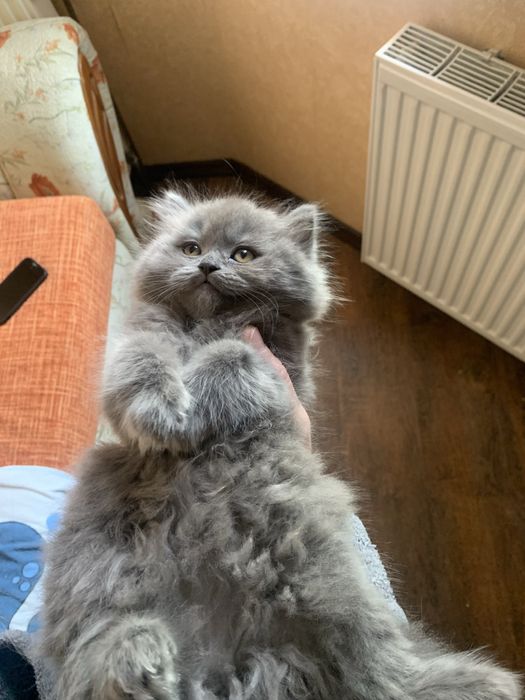 Шотландці лишилась 1 дівчинка лиш