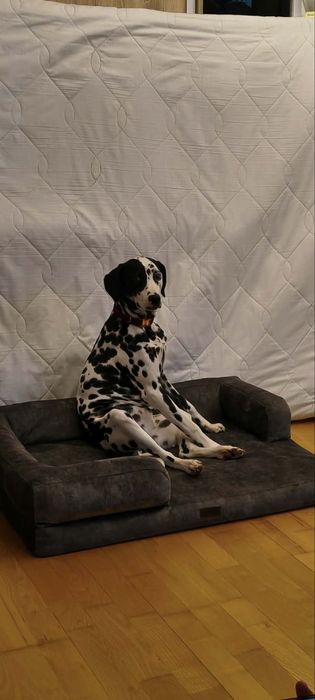 Sunia dalmatyńczyk ADOPCJA Rodowód