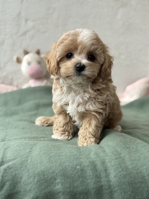 Дівчинка мальтіпу кривий ріг