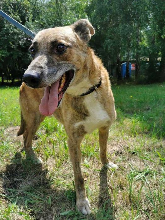 Muscari czeka na dom...