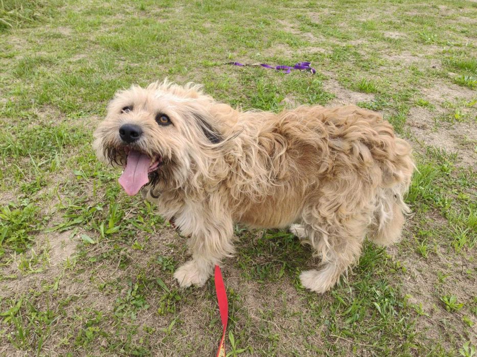 Bandi - pies szuka domu