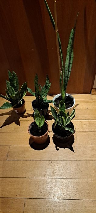 Sansiweira duże i mniejsze