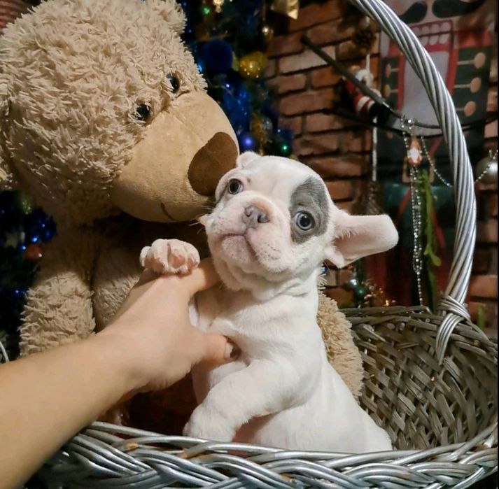 Французький бульдог