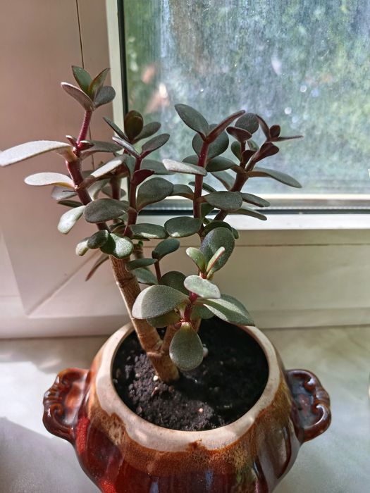 Продам кімнатні рослини недорого